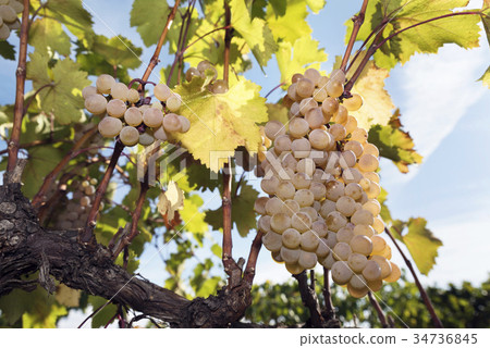 Grapes Vineyard Harvesting Vine Amber Rkatsiteli 34736845