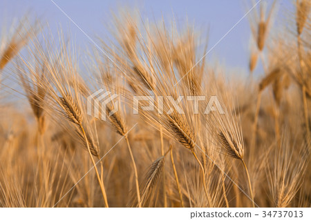 Golden barley field with blue sky Golden barley field with blue sky 34737013