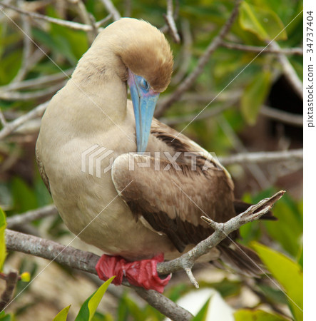 Red-footed booby Red-footed booby 34737404