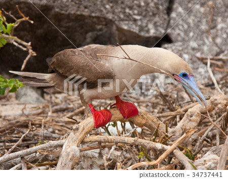 Red-footed booby 34737441