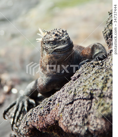Galapagos Marine Iguana on Rock Galapagos Marine Iguana on Rock 34737444