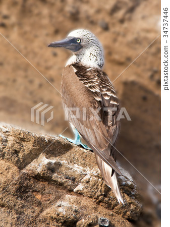 Blue Footed Booby on Ledge Blue Footed Booby on Ledge 34737446