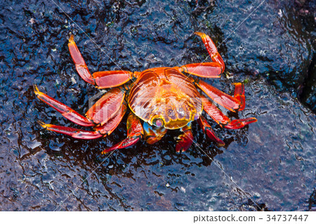 Sally Lightfoot Crab 34737447