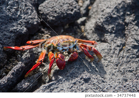 Sally Lightfoot Crab 34737448