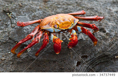 Sally Lightfoot Crab 34737449