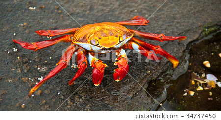 Sally Lightfoot Crab 34737450