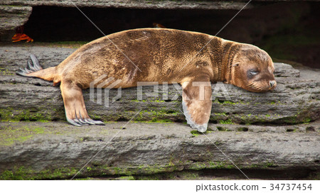 Baby sea lion in Galapagos Baby sea lion in Galapagos 34737454