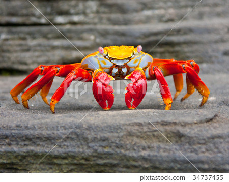 Sally Lightfoot Crab Sally Lightfoot Crab 34737455