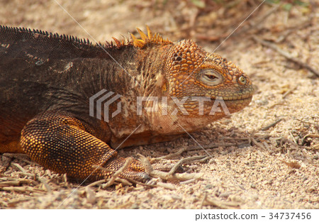 Close up of Galapagos Land Iguana Close up of Galapagos Land Iguana 34737456