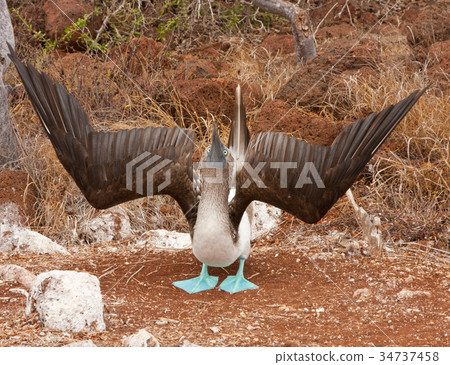 Mating Dance of Blue Footed Booby Mating Dance of Blue Footed Booby 34737458