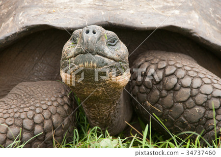 Closeup of Galapagos Tortoise 34737460