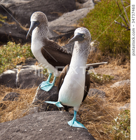 Blue-Footed Booby Blue-Footed Booby 34737468