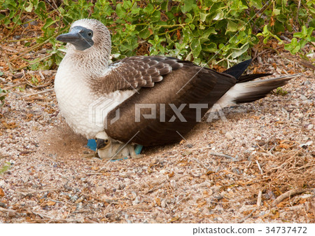 Blue Footed Booby Mother and Chick Blue Footed Booby Mother and Chick 34737472