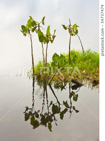 Tiny island of plants 34737474