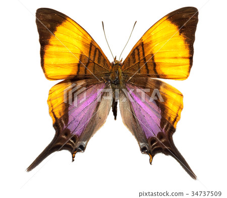 Marpesia Daggerwing Swallowtail Butterfly 34737509