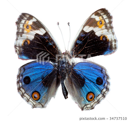 Blue Pansy butterfly 34737510