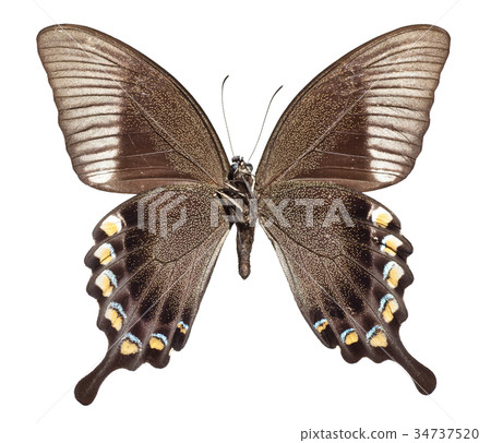 Majestic Green Swallowtail Butterfly Majestic Green Swallowtail Butterfly 34737520