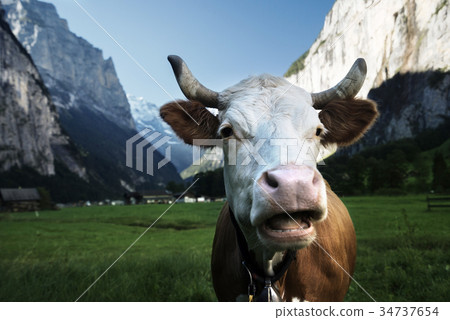 Cow on Alps. Jungfrau region, Switzerland Cow on Alps. Jungfrau region, Switzerland 34737654