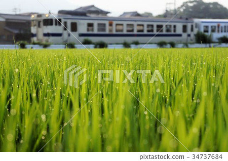 Morning dew Morning dew 34737684