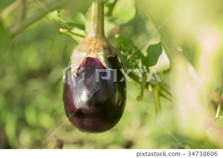 美國茄子 34738606