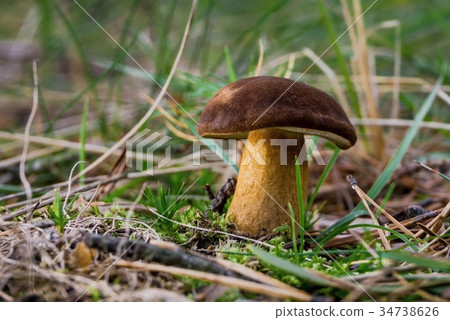 Single edible boletus grows from moss Single edible boletus grows from moss 34738626