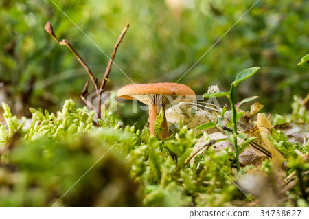 Single orange camelina mushroom grows from moss Single orange camelina mushroom grows from moss 34738627