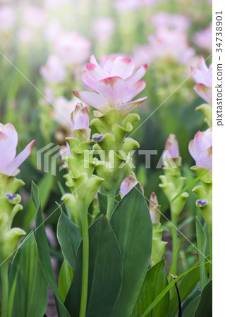 Curcuma Zanthorrhiza Flower Curcuma Zanthorrhiza Flower 34738901