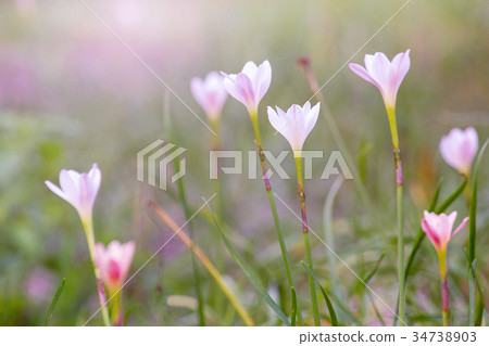 Beautiful Rain Lily Flower Beautiful Rain Lily Flower 34738903