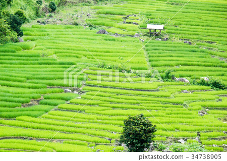 Rice Terrace At Mae Chaem, Chaing Mai Rice Terrace At Mae Chaem, Chaing Mai 34738905