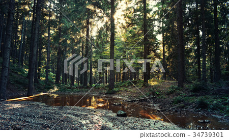 Mountain forest in early Autumn 34739301