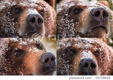 emotions collage of brown bear muzzle in snow 34739438