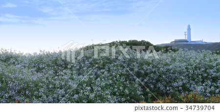Japanese radish blooming Inubozaki 34739704