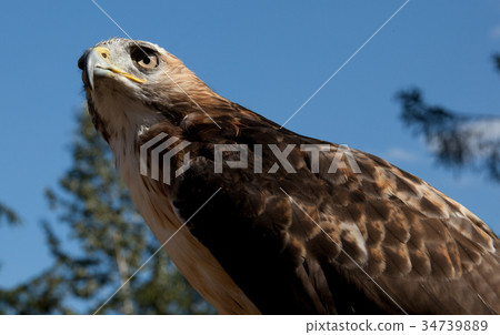 Red Tailed Hawk Red Tailed Hawk 34739889