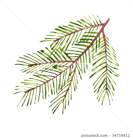 Watercolor Christmas tree branches. Hand painted 34739912