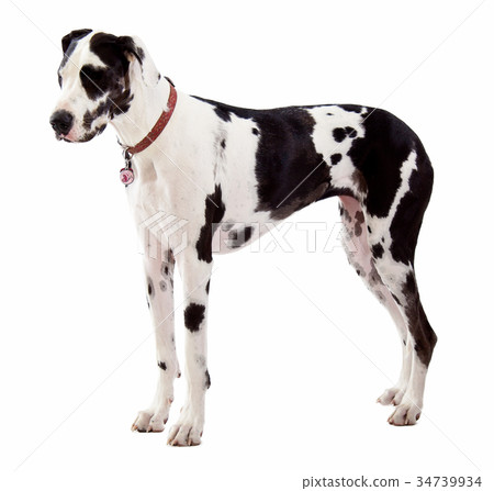 Great Dane Standing on White Background 34739934