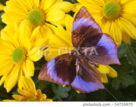 The Saturn Butterfly The Saturn Butterfly 34739970