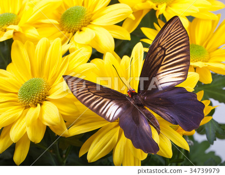Parides varuna Butterfly Parides varuna Butterfly 34739979
