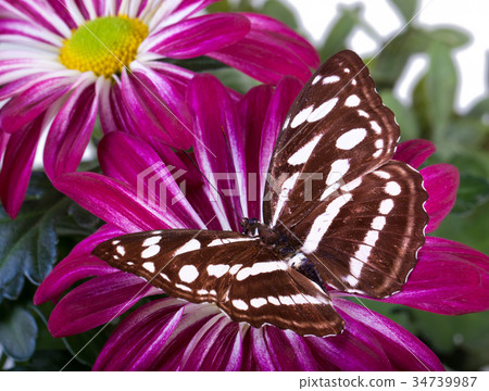 Staff Sargeant Butterfly Staff Sargeant Butterfly 34739987