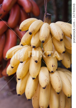 Bananas Or Plantains Bananas Or Plantains 34740048