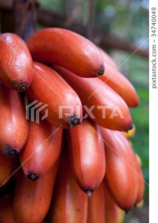 Bunch Ripe Bananas Bunch Ripe Bananas 34740049