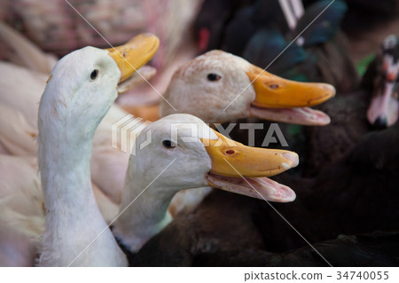 Geese for sale in local market 34740055