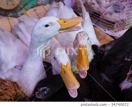 Geese for sale in local market 34740072