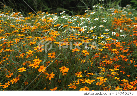 Hosoba zinnia petite land mix 34740173
