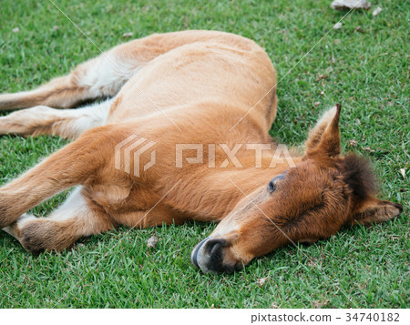 Yonaguni horse 34740182