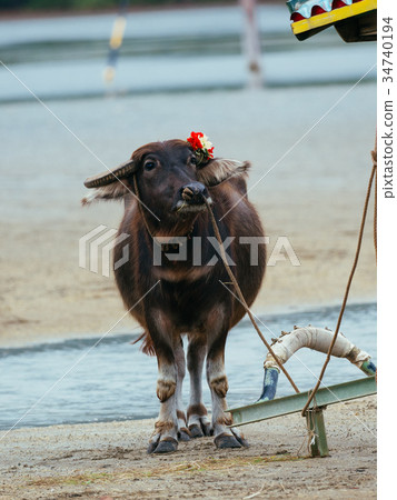 Buffalo of Yuku Island 34740194