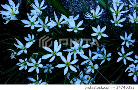 蔥蘭 蔥蘭 34740352