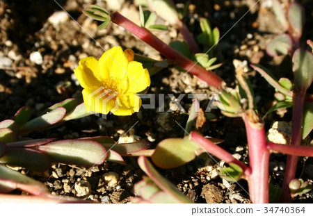 Yellow flower Yellow flower 34740364