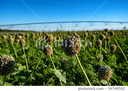 Drip irrigation system in field Drip irrigation system in field 34740502