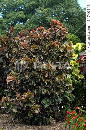 Akarifa Wilkciana 34740548