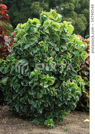 Akarifa Wilkciana Akarifa Wilkciana 34740549